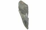 Partial, Fossil Megalodon Tooth - Serrated Edge #327715-1